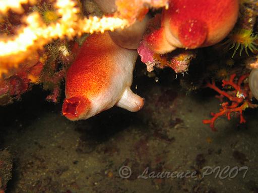 ascidia rouge - Halocynthia papillosa.JPG - cette ascidie de couleur rouge peut être décolorée (blanche) sur sa face non exposée à la lumière